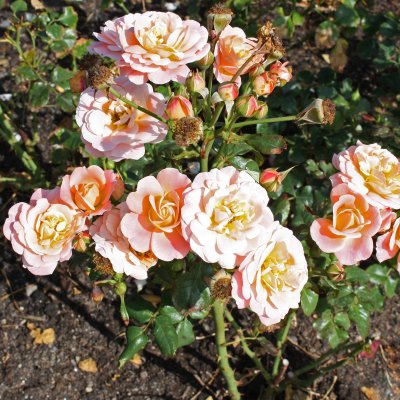 floribunda Drottningholm ® (Rosenborg, Poulasor), Floribundaros, C4