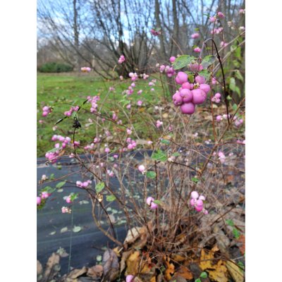 Symphoricarpos x doorenb. Mother of Pearl, Doorenbossnöbär