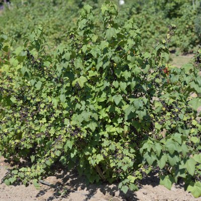 Ribes nigrum Risarp, Svarta Vinbär, busk C3,5