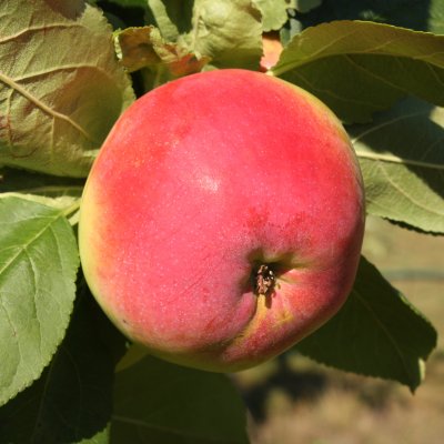 Höstäpple, Röd Melba E, stam A2 C10