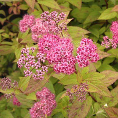 Spiraea japonica Froebelii