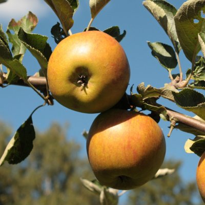 Vinteräpple, Ribston (Ribston Pippin), stam A2 2 års co