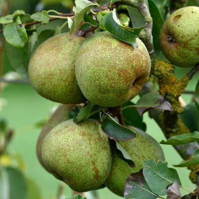 Päron, Doyenné du Comice E, stam P. com 2-års