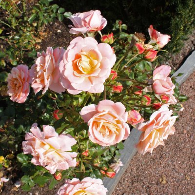 floribunda Drottningholm ® (Rosenborg, Poulasor), Floribundaros, C4