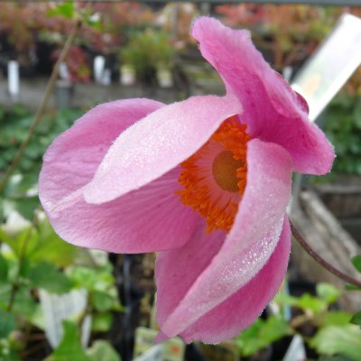 Anemone hupehensis Splendens