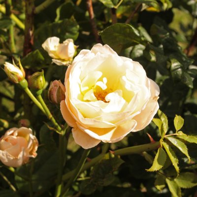 Uetersener Klosterrose ® (Tan99176), Klätterros, C4