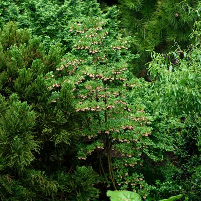 Enkianthus campanulatus, Klockbuske