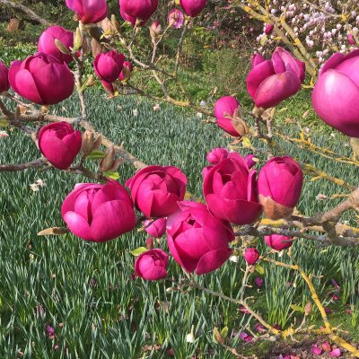 Magnolia Black Tulip ® (Jurmagl), Magnolia