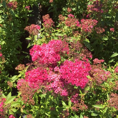 Spiraea japonica Sapho