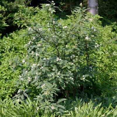 Sorbus koehneana, Pärlrönn, C5