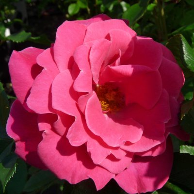 floribunda Haga Slott ™ (Cardiff, Poulcas028), Floribundaros, C4