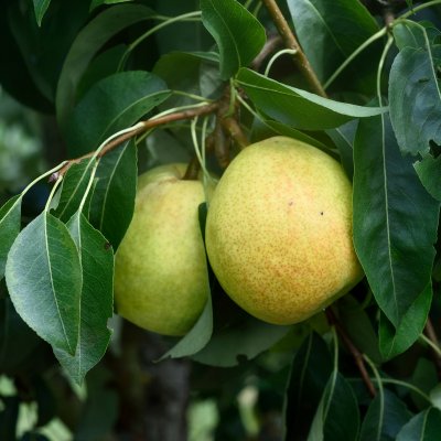 Päron, Colorée de Juillet E, stam P. com 2-års