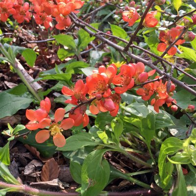 Chaenomeles japonica Cido, Liten Rosenkvitten