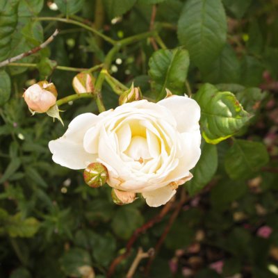 Uetersener Klosterrose ® (Tan99176), Klätterros, C4