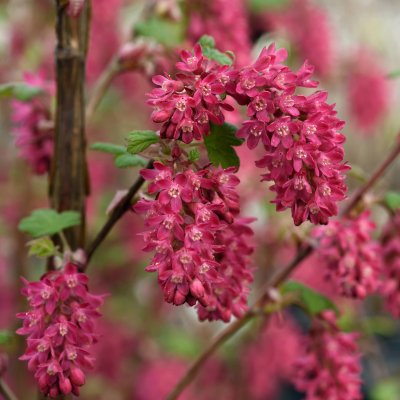 Ribes sanguineum Koja