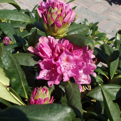 Rhododendron cataw. Roseum Elegans - Inkarho