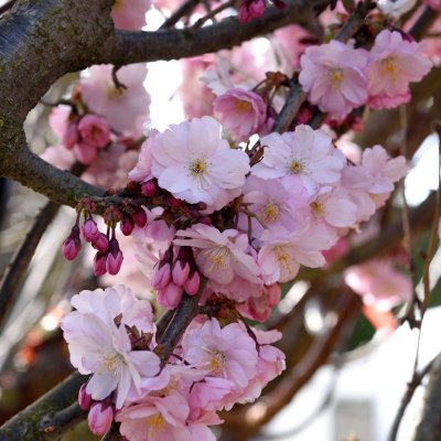 Prunus Accolade, Vårkörsbär