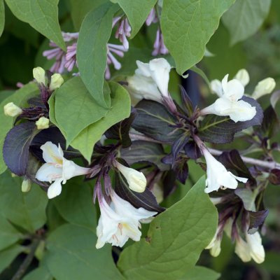 Weigela Black And White