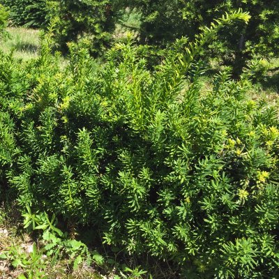 Taxus cuspidata var. Nana (Nana), Japansk Dvärgidegran