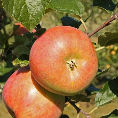 Sommaräpple, Huvitus, stam A2 2 års co