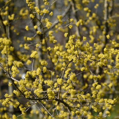 Cornus mas Golden Glory