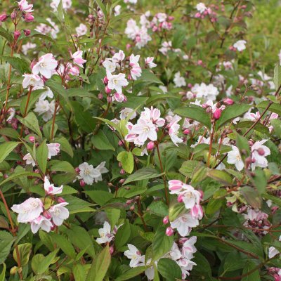 Rosendeutzia