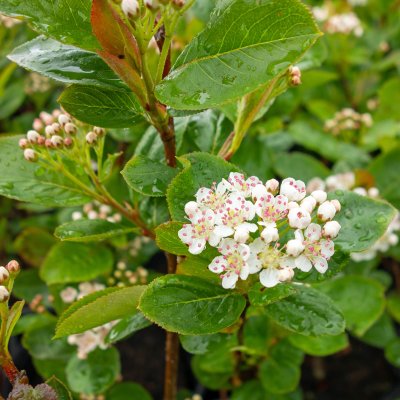 Aronia x prunifolia Viking, Slånaronia