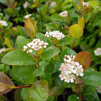 Aronia x prunifolia Viking, Slånaronia