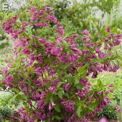 Weigela florida Korea E