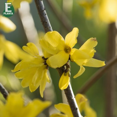 Forsythia mandshurica E, Manchurisk Forsythia, busk C3,5