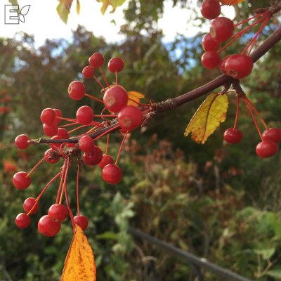 Malus toringo Göteborg E