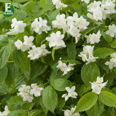 Philadelphus coronarius Finn E, Doftschersmin