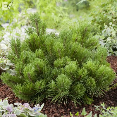 Pinus mugo var. pumilio Fk Sauherad E
