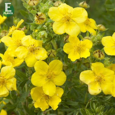Dasiphora fruticosa Fridhem E, Ölandstok, busk C3,5