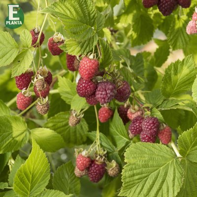 Rubus idaeus Haida E, Hallon