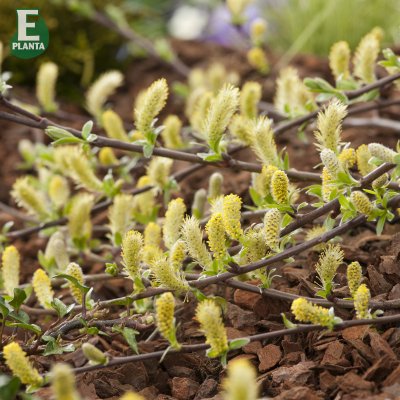 Salix repens Grey Carpet E, Krypvide, busk C3,5
