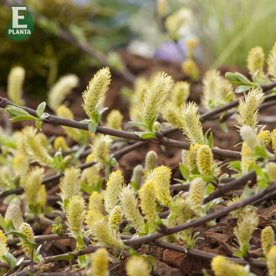 Salix repens Grey Carpet E, Krypvide, busk C3,5