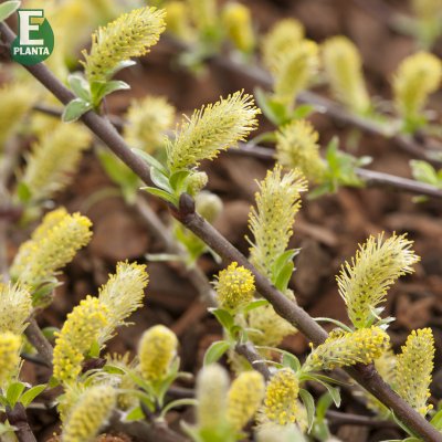 Salix repens Grey Carpet E, Krypvide, busk C3,5