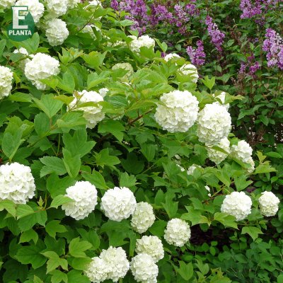Viburnum opulus Strömsund E, Skogsolvon