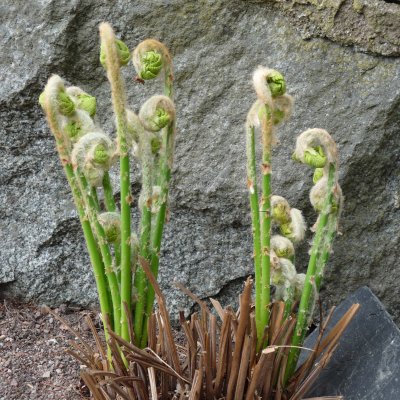 Osmunda claytoniana