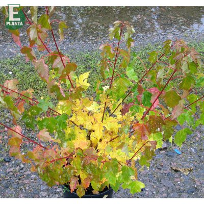 Acer tataricum fk Falun E, Rysk Lönn