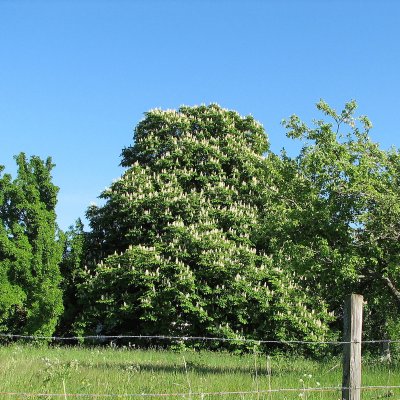 Aesculus hippocastanum, Hästkastanj