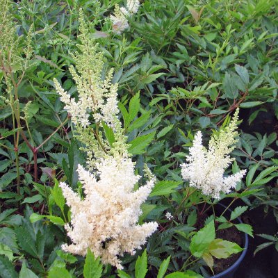 Astilbe arendsii Weisse Gloria (Gloria Alba)
