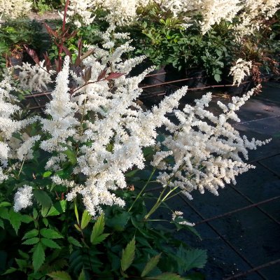 Astilbe japonica Ellie, Silverastilbe