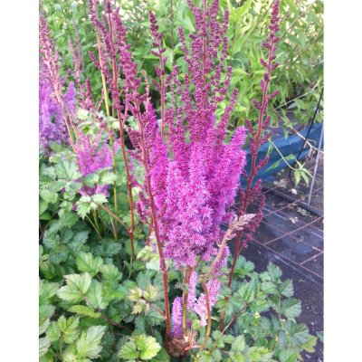 Astilbe chinensis var. taquetii Purpurkerze, Stor Plymastilbe, P9cm