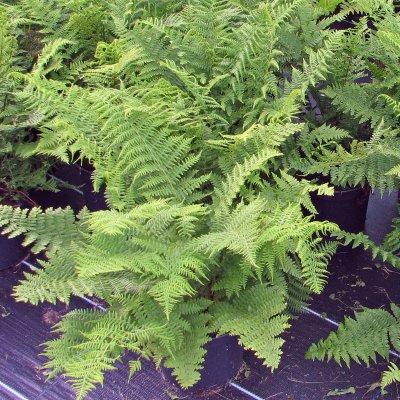 Athyrium filix-femina var. angustum Lady in Red, Majbräken