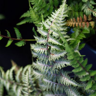 Athyrium niponicum Pictum (Metallicum), Regnbågsbräken