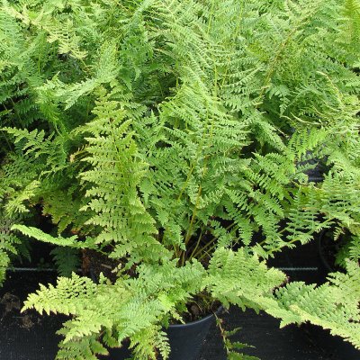 Athyrium filix-femina, Majbräken