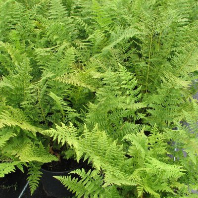 Athyrium filix-femina, Majbräken