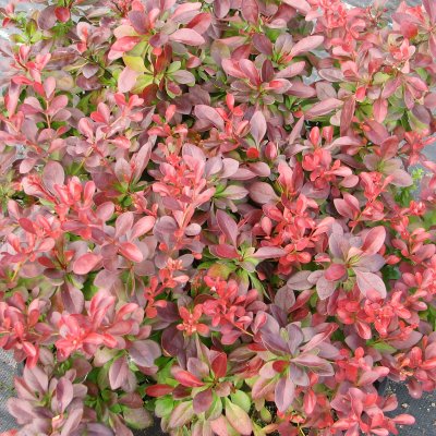 Berberis thunbergii Atropurpurea Nana, Dvärgberberis